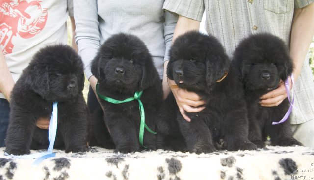 Фотография № 104758