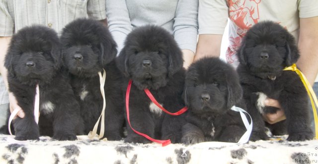 Фотография № 104759