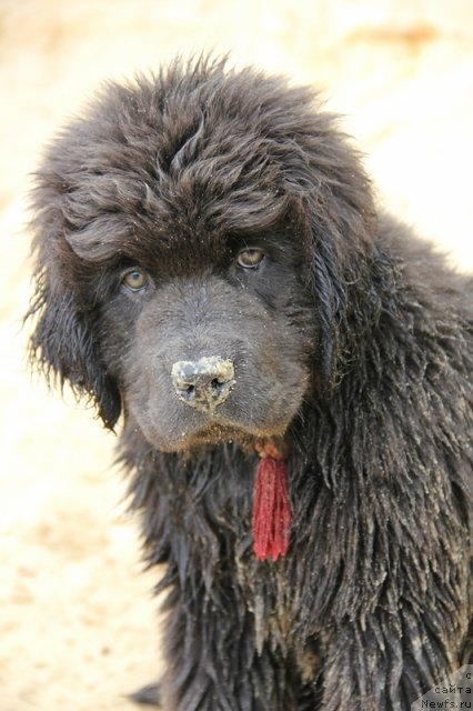 Фото: ньюфаундленд Melty Wave Marine Tifeya (Мелти Вейв Марин Тифея)