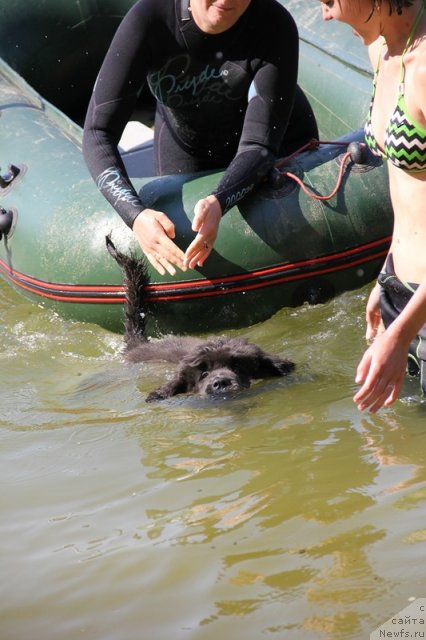 Фото: ньюфаундленд Melty Wave Marine Tifeya (Мелти Вейв Марин Тифея)