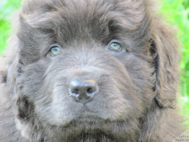 Фото: ньюфаундленд Melty Wave Marine Tifeya (Мелти Вейв Марин Тифея)