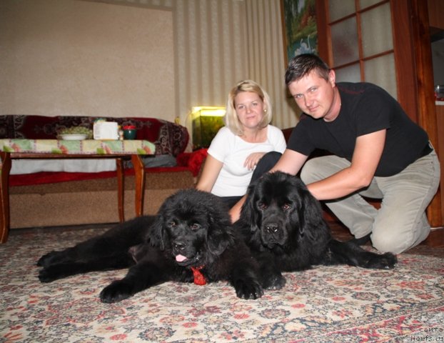 Фото: ньюфаундленд My Fulgido Stella (Май Фульджидо Стелла), ньюфаундленд Ih Visochestvo Viola Zhanmonika (Их Высочество Виола Жанмоника), Elena Vyisevko (Елена Высевко), Павел