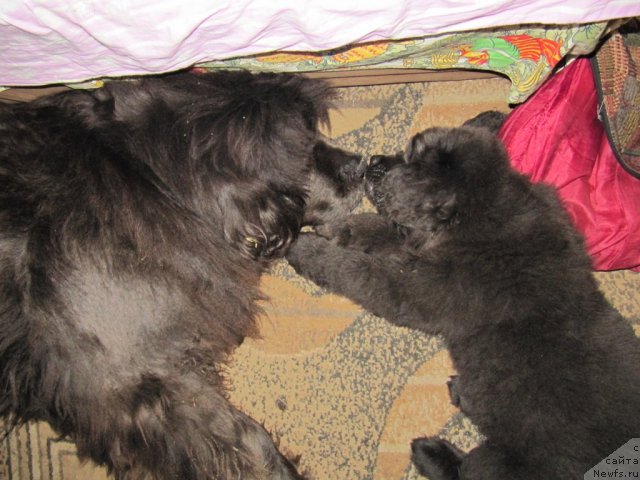 Фото: ньюфаундленд Dyurbahler Klab Al'faretta Vin'etta (Дюрбахлер Клаб Альфаретта Виньетта), ньюфаундленд Melty Wave Marine Tifeya (Мелти Вейв Марин Тифея)