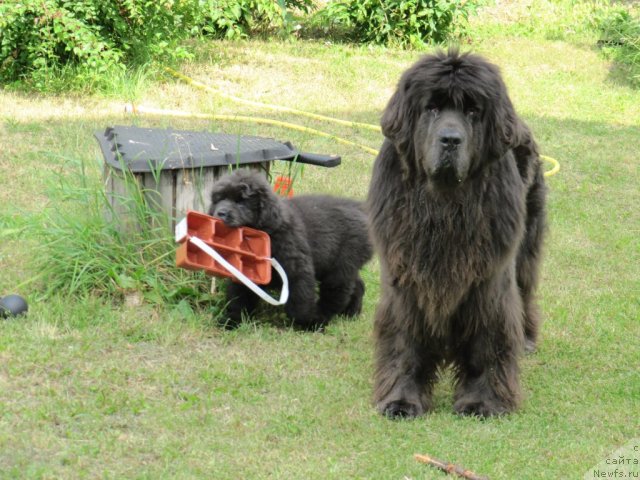 Фото: ньюфаундленд Dyurbahler Klab Al'faretta Vin'etta (Дюрбахлер Клаб Альфаретта Виньетта), ньюфаундленд Melty Wave Marine Tifeya (Мелти Вейв Марин Тифея)