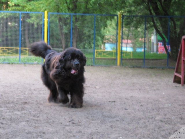 Фото: ньюфаундленд Dyurbahler Klab Al'faretta Vin'etta (Дюрбахлер Клаб Альфаретта Виньетта)