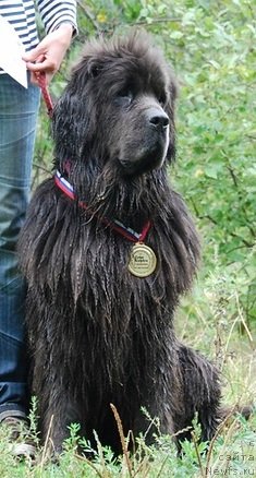 Фото: ньюфаундленд Dyurbahler Klab Al'faretta Vin'etta (Дюрбахлер Клаб Альфаретта Виньетта)