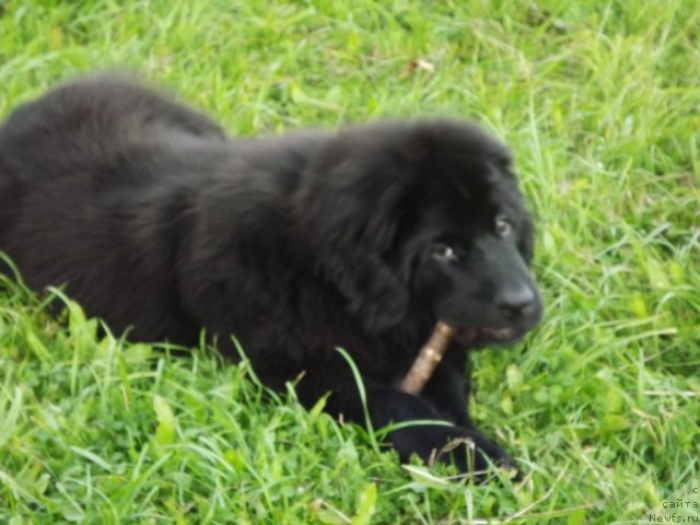 Фото: ньюфаундленд Bi Perfekt Aladar Hranitel' Roda (Би Перфект Аладар Хранитель Рода)