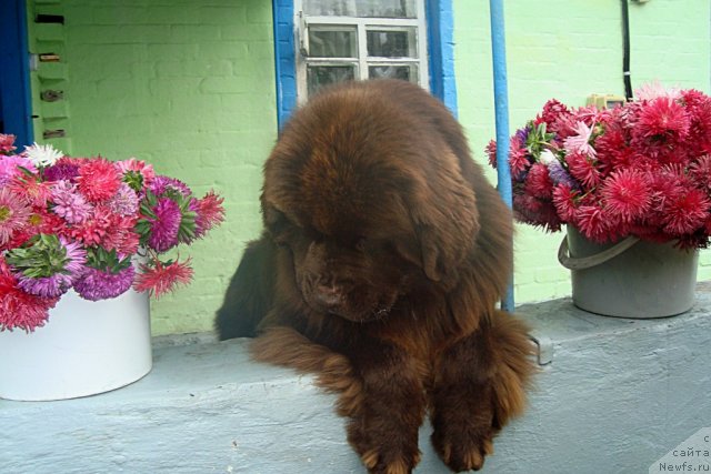 Фото: ньюфаундленд Aquatoriya Kelvin Rise After Me (Акватория Келвин Райз Афтэ Ми)