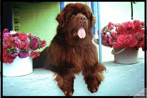 Фото: ньюфаундленд Aquatoriya Kelvin Rise After Me (Акватория Келвин Райз Афтэ Ми)