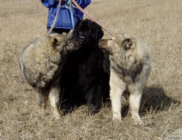 Фотография № 10482