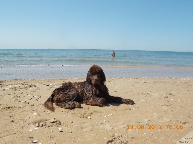 Фото: ньюфаундленд Hohotushka s Berega Dona (Хохотушка с Берега Дона)
