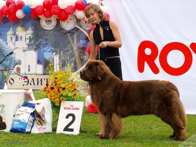 Фото: ньюфаундленд Chernyi Sharm Angel'skaya Krasota (Черный Шарм Ангельская Красота)
