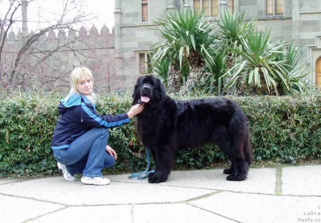 Фото: ньюфаундленд Brenda Kara Deniz (Бренда Кара Дениз), Ol'ga Pankova (Ольга Панкова)