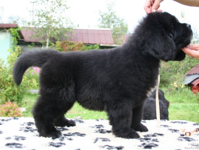 Фото: Бегущая по волнам Шел ви Данс