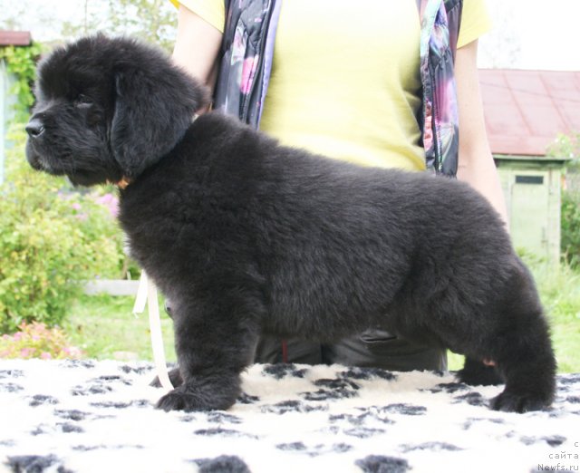 Фото: Бегущая по волнам Шел ви Данс