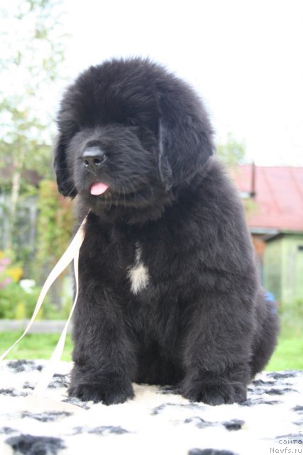 Фото: Бегущая по волнам Шелл ви Данс