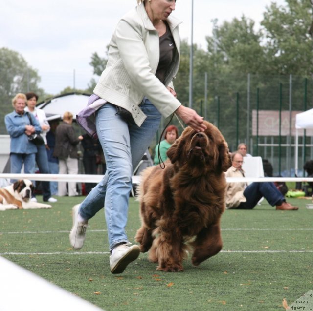 Фото: ньюфаундленд Newettas Vanessa