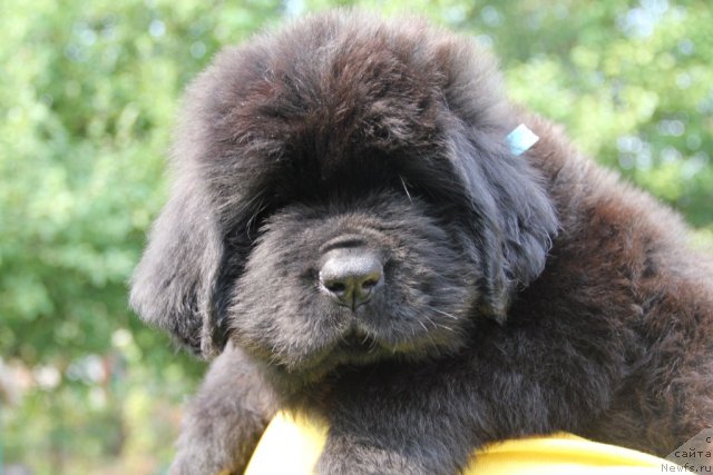 Фото: ньюфаундленд As True for Beguschaya po Volnam Dinastiya Soverchenstva (Аз Труэ Бегущая по Волнам Династия Совершенства)