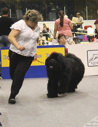 Фото: ньюфаундленд King of Helluland I'm Precious, Irina Panyushkina (Ирина Панюшкина)
