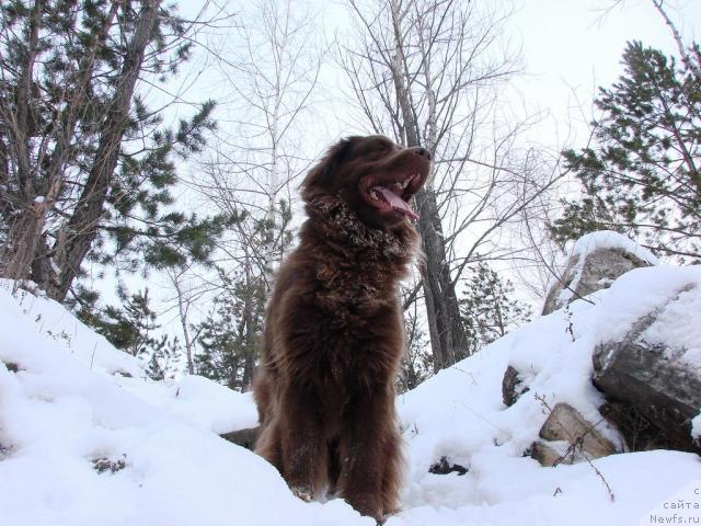 Фото: ньюфаундленд Lesnaya Skazka Izol'da (Лесная Сказка Изольда)