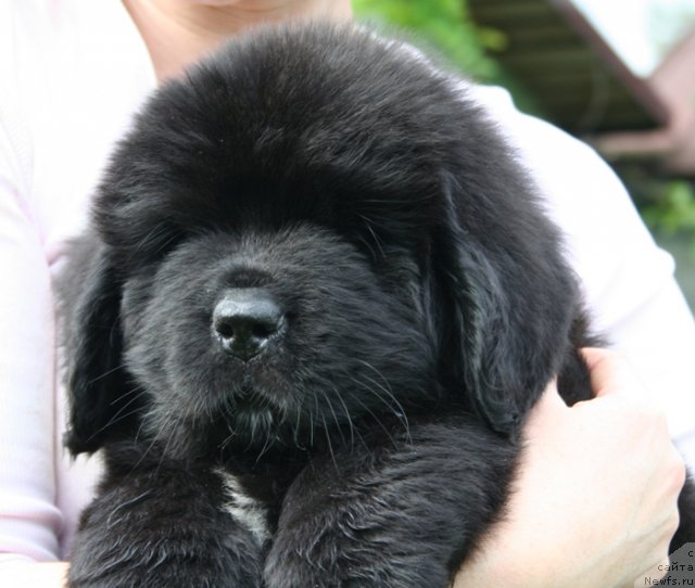 Фото: Бегущая по волнам Шейк Ит Ап