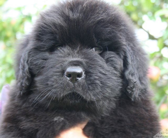 Фотография № 104936