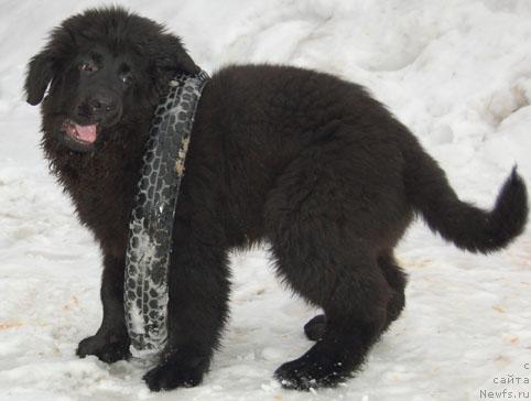 Фото: ньюфаундленд Sent Djons Orfey (Сент Джонс Орфей)