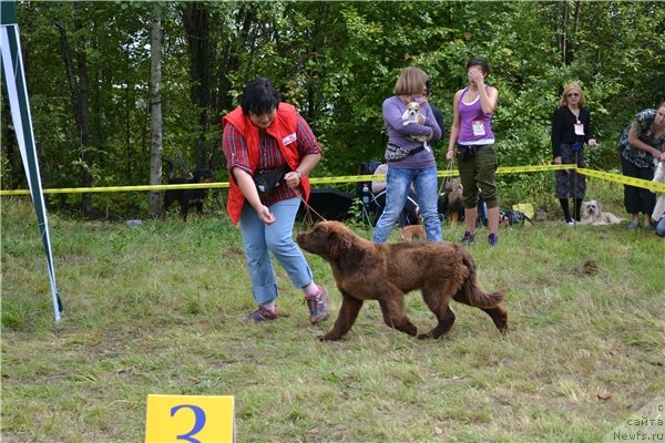 Фото: ньюфаундленд Happyness Long-Awaited s Berega Dona (Хаппинесс Лонг-Аваитед с Берега Дона)