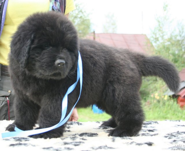 Фото: Бегущая по волнам Шейк Ит Ап