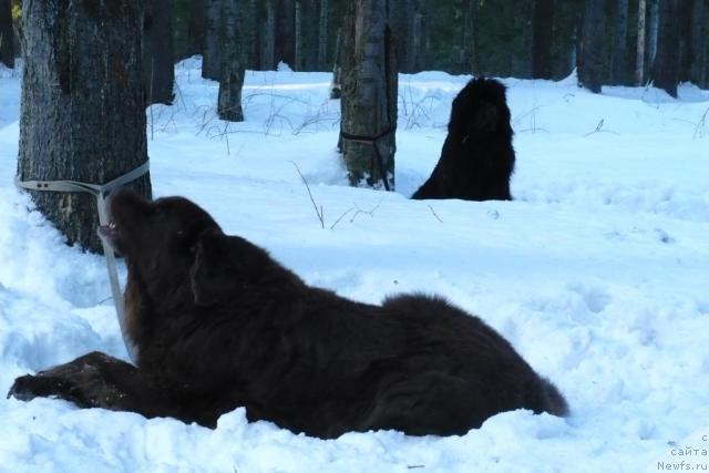 Фото: ньюфаундленд Benc (Бенц), ньюфаундленд Koka Kola's Immidj Star YEmr Favorit (Кока Кола'с Иммидж Стар Эмр Фаворит)