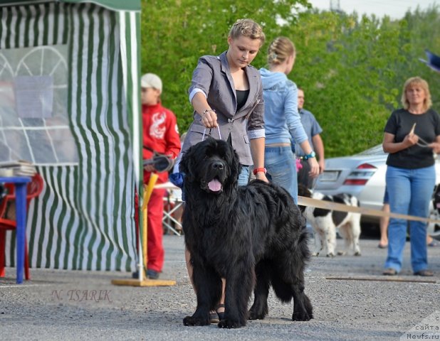 Фото: ньюфаундленд Vom Waterfall Land Ay Todor (Вом Ватерфалл Лэнд Ай Тодор)