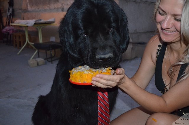 Фото: ньюфаундленд Vom Waterfall Land Ay Todor (Вом Ватерфалл Лэнд Ай Тодор)