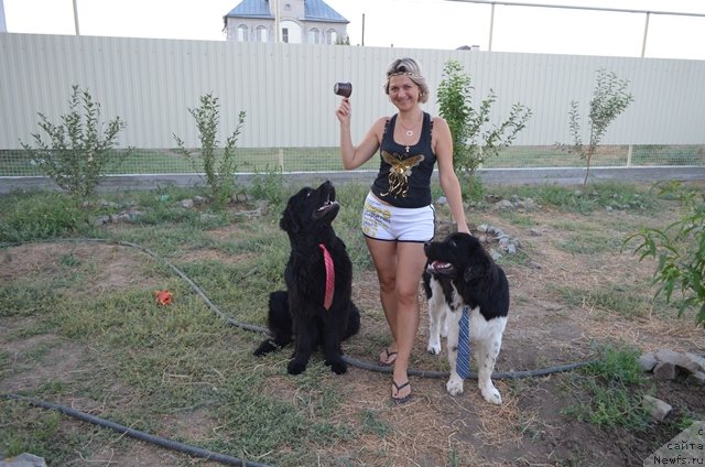 Фото: ньюфаундленд Vom Waterfall Land Ay Todor (Вом Ватерфалл Лэнд Ай Тодор), ньюфаундленд CHernyiy SHarm Vankuver (Черный Шарм Ванкувер)