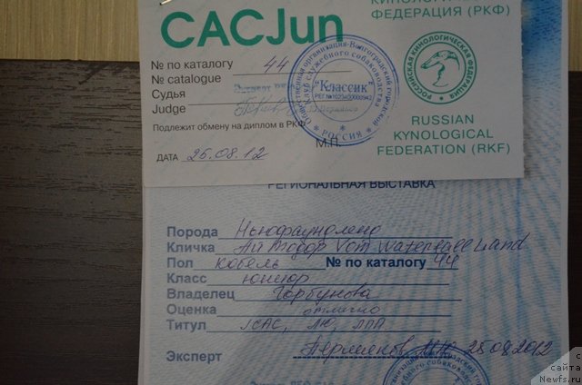 Фото: ньюфаундленд Vom Waterfall Land Ay Todor (Вом Ватерфалл Лэнд Ай Тодор)