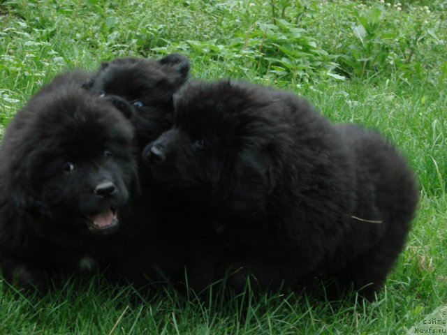 Фотография № 104993