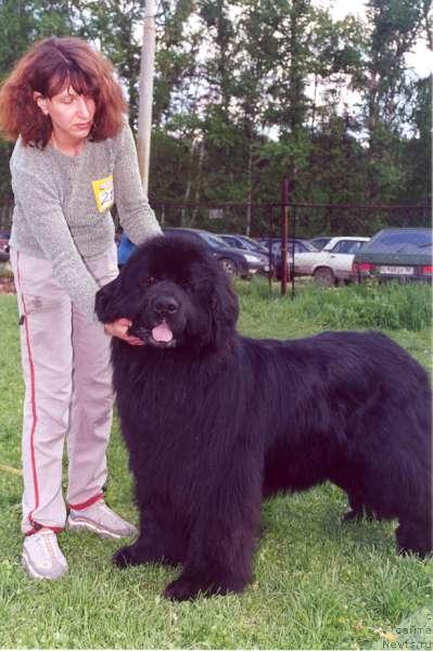 Фото: ньюфаундленд Fiamettahauz Basilisk Goes to Potap