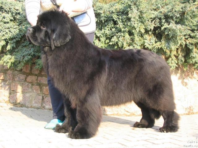 Фото: ньюфаундленд Goddess of My Heart Midnight Bear