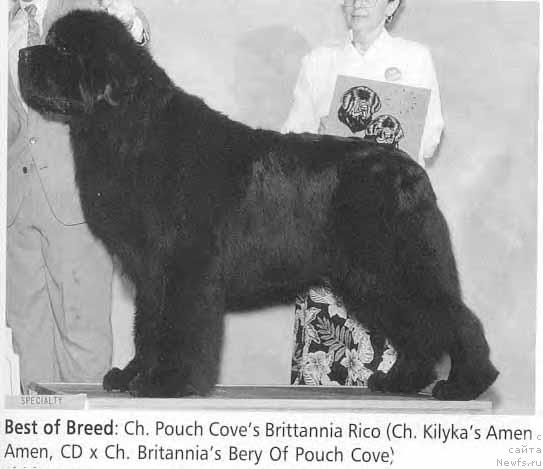 Фото: ньюфаундленд Pouch Cove's Britannia Rico