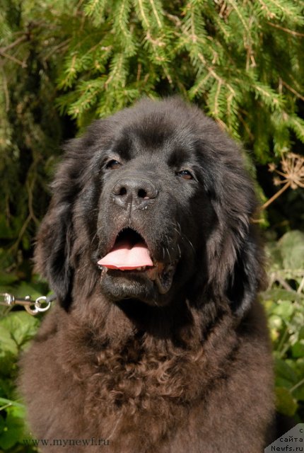 Фото: ньюфаундленд Sent Djons Yanessa Svetty Smile (Сент Джонс Янесса Свитти Смайл)