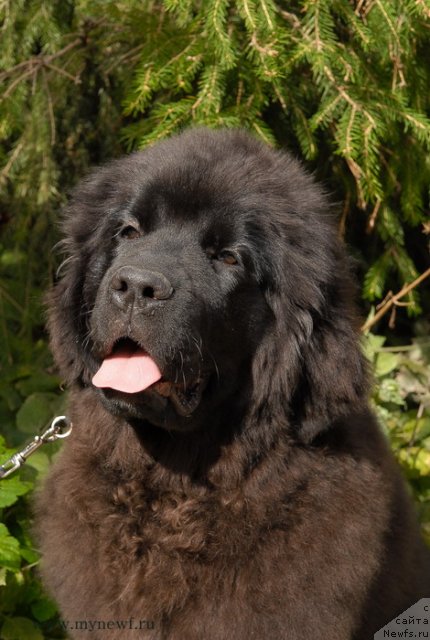 Фото: ньюфаундленд Sent Djons Yanessa Svetty Smile (Сент Джонс Янесса Свитти Смайл)