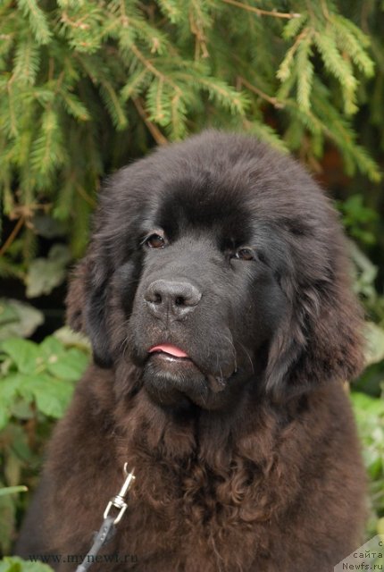 Фото: ньюфаундленд Sent Djons Yanessa Svetty Smile (Сент Джонс Янесса Свитти Смайл)