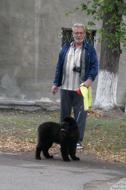 Фото: ньюфаундленд Bi Perfekt Arabella (Би Перфект Арабелла)