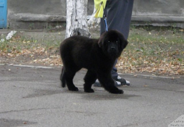 Фото: ньюфаундленд Bi Perfekt Arabella (Би Перфект Арабелла)