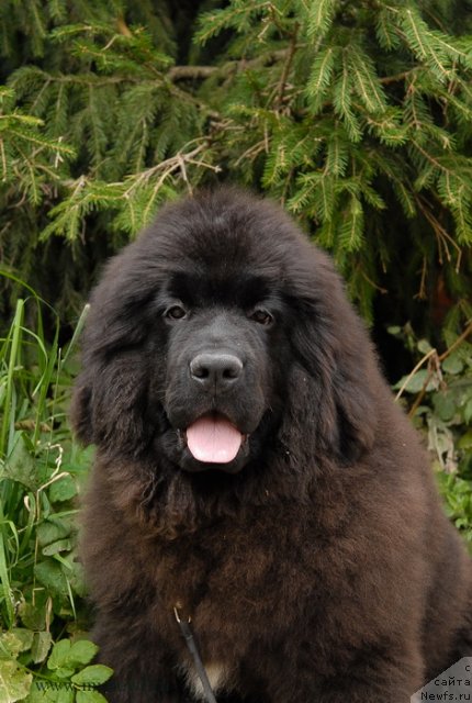 Фотография № 105101