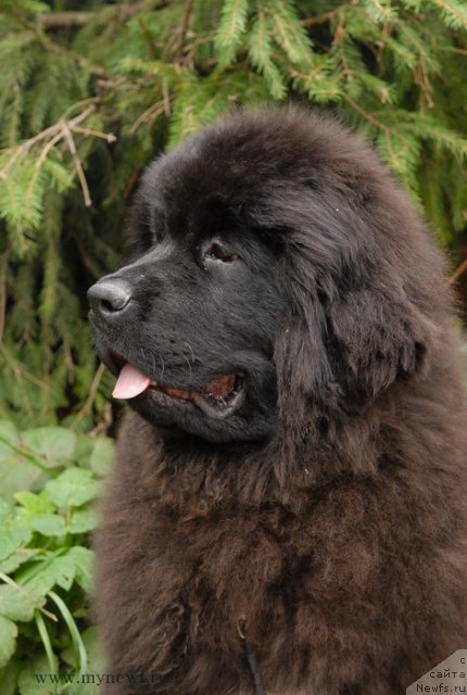 Фотография № 105102