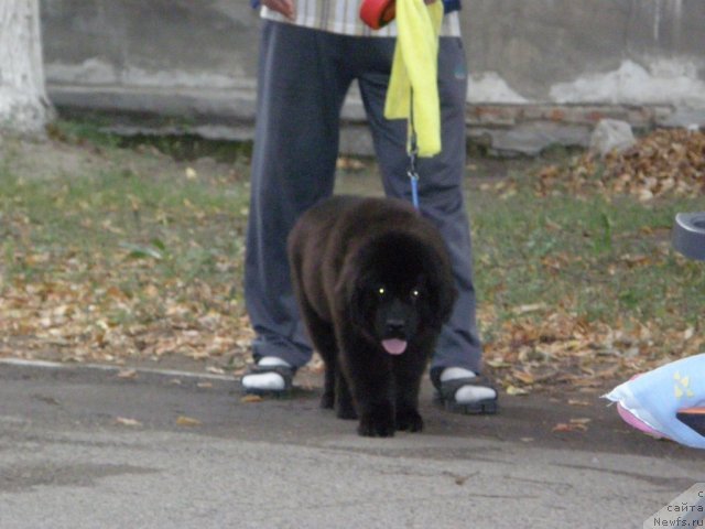 Фото: Выставка г.Усть-Каменогорск 26 августа 2012 - бэбики, ньюфаундленд Bi Perfekt Arabella (Би Перфект Арабелла)