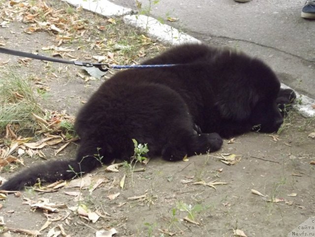 Фото: ньюфаундленд Bi Perfekt Arabella (Би Перфект Арабелла)