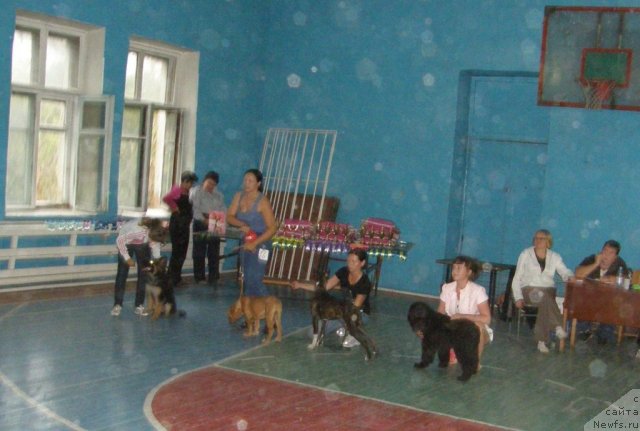 Фото: ньюфаундленд Bi Perfekt Arabella (Би Перфект Арабелла), Irina Pavlova (Ирина Павлова)