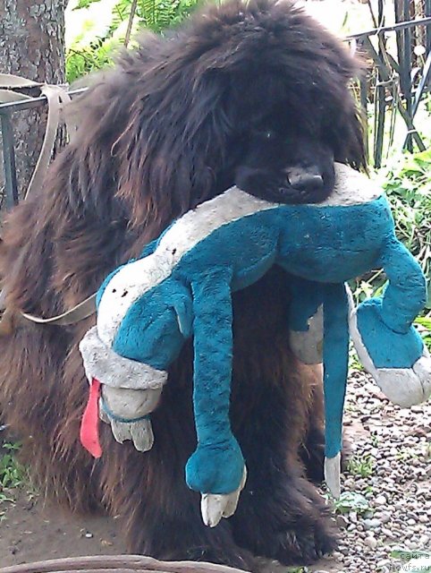 Фото: ньюфаундленд Beguschaya po Volnam Ritm yend Blyuz (Бегущая по Волнам Ритм энд Блюз)