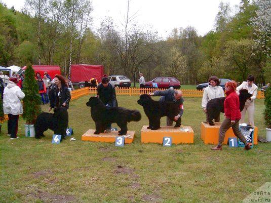 Фото: ньюфаундленд Yeti Faundland